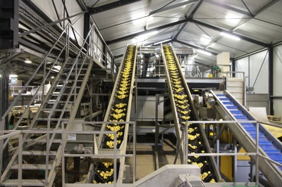 chaîne de triage pommes de terre