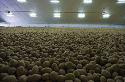 stockage pommes de terre en vrac