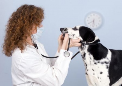 chienmaladeveterinaire326_400