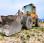 Chargeuse  Volvo L 50 E