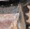 Pelle  Bobcat 442B Pelle 7,5T avec pouce hydraulique