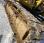 Pelle  Caterpillar 322CLN