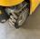 Nacelle automotrice Toucan Grove 910