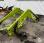 Autre CLAAS FL120