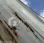 Benne basculante de chantier et de TP MAN TGS