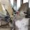 Pelle standard Liebherr A 902 Litronic
