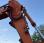 Pelle  Doosan DX420