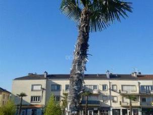 LOT DE 23 PALMIERS GÉANTS (+/- 6M)