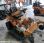 Tondeuse Carroy Giraudon AP16