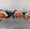 Autre Stihl             BR430, BR700, BR700