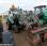 Tracteur agricole nc MASSEY F 3060 + MAILLEUX MX T408T