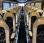 Autocar Van Hool TDX20