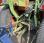 Tracteur agricole Kubota L3300D