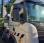 Pour semi-remorque Scania G