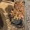  MB Crusher             MB-R700