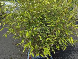 Autre nc phyllostachys nigra et aurea
