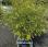 Autre nc             phyllostachys nigra et aurea