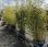 Autre nc             phyllostachys nigra et aurea