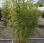 Autre nc             phyllostachys nigra et aurea