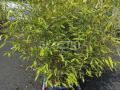 Autre nc             phyllostachys nigra et aurea