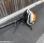 Autre Stihl BR 600 Magnum