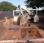 Benne basculante de chantier et de TP Renault Midlum