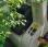 Tondeuse Etesia             H124D