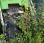 Tondeuse Etesia             H124D