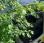 Tondeuse Etesia             H124D