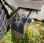 Tracteur agricole Claas ERGOS 446