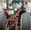 Tracteur agricole Massey Ferguson MF 364 S