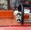 Autre Stihl             MS 192 T