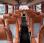Autocar Setra 411 HD