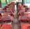 Autocar Setra S419UL