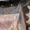 Pelle  Bobcat 442