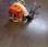 Autre Stihl BR450