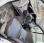Fourgon avec parois et toit rigide Renault Trafic