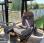 Tractopelle rigide JCB 3CX