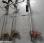 Autre Stihl             FS561, FS410, FS410