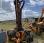 Tracteur agricole nc ERGOS 85 ET VELTHEA 560 P