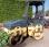 Compacteur tandem Bomag