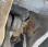 Chargeuse  Volvo L 150 H