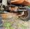Tracteur agricole Renault R3143