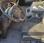 Benne basculante de chantier et de TP RENAULT C320 C320