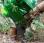 Abatteuse Farma BC18