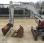 Mini-pelle Takeuchi TB 23 R