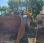 Chargeuse  Volvo L 150 C
