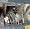 Chargeuse  Komatsu WA480-6