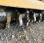 Chargeuse  Komatsu CK 918