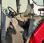Tracteur agricole Massey Ferguson 6255